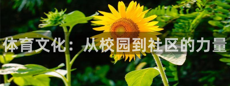 3377体育app登录入口